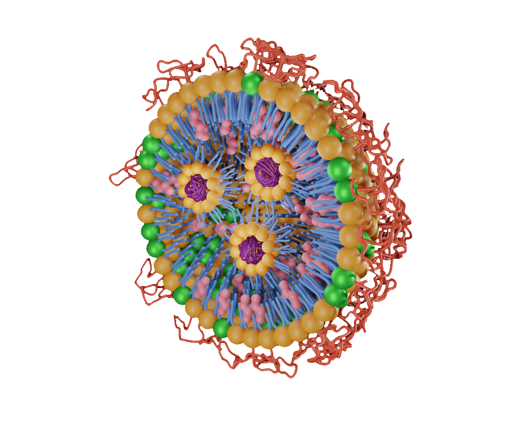 Isolated lipid nanoparticles with PEG conjugated for targeted siRNA delivery