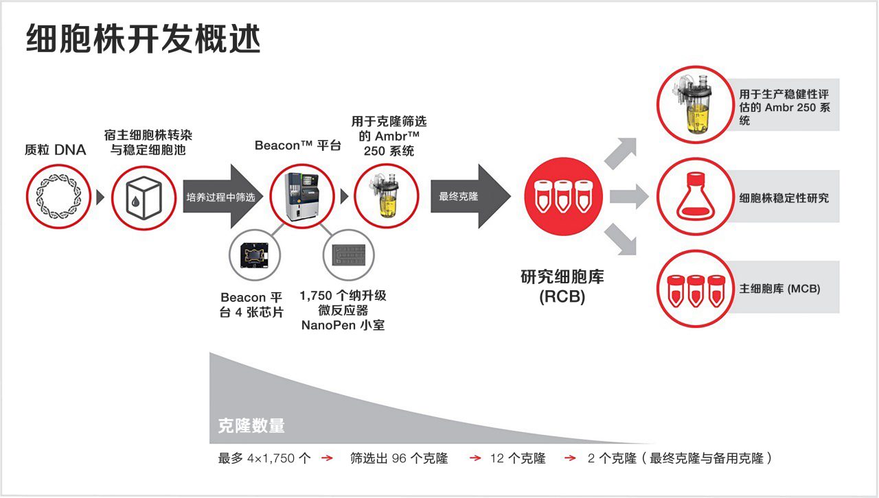 Overview of the cell line development process
